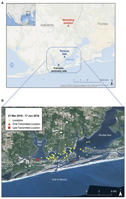 Health Impacts and Recovery From Prolonged Freshwater Exposure in a Common Bottlenose Dolphin (Tursiops truncatus)